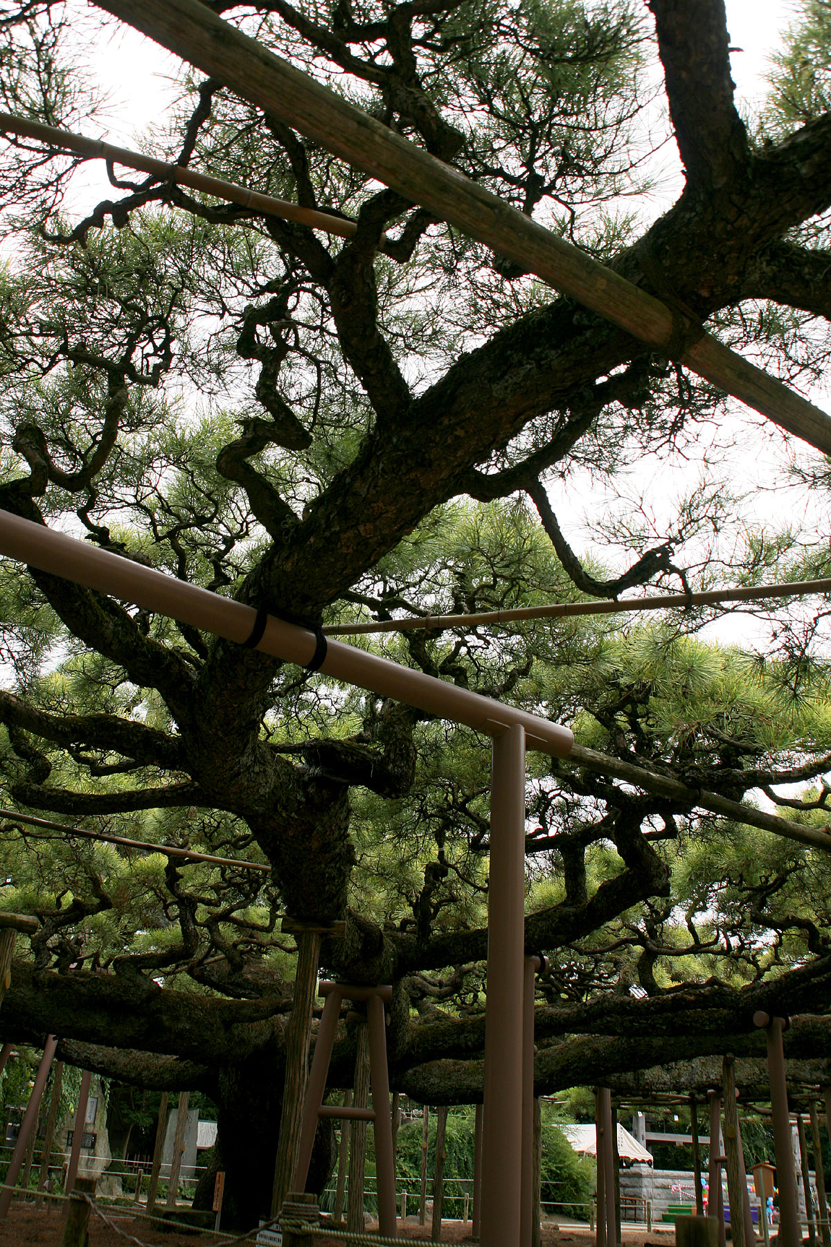 善養寺影向のマツの画像