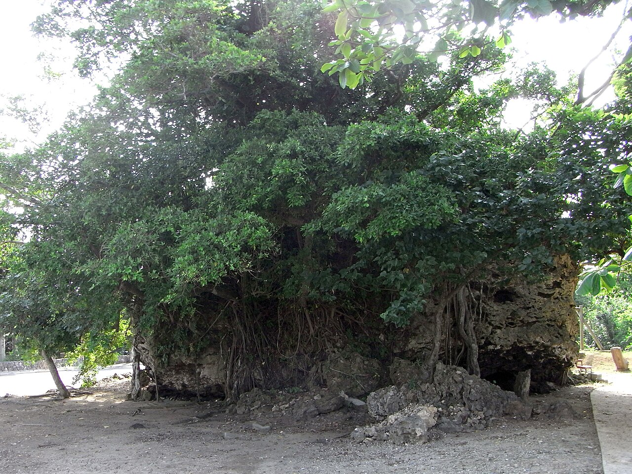 石垣島東海岸の津波石群の画像