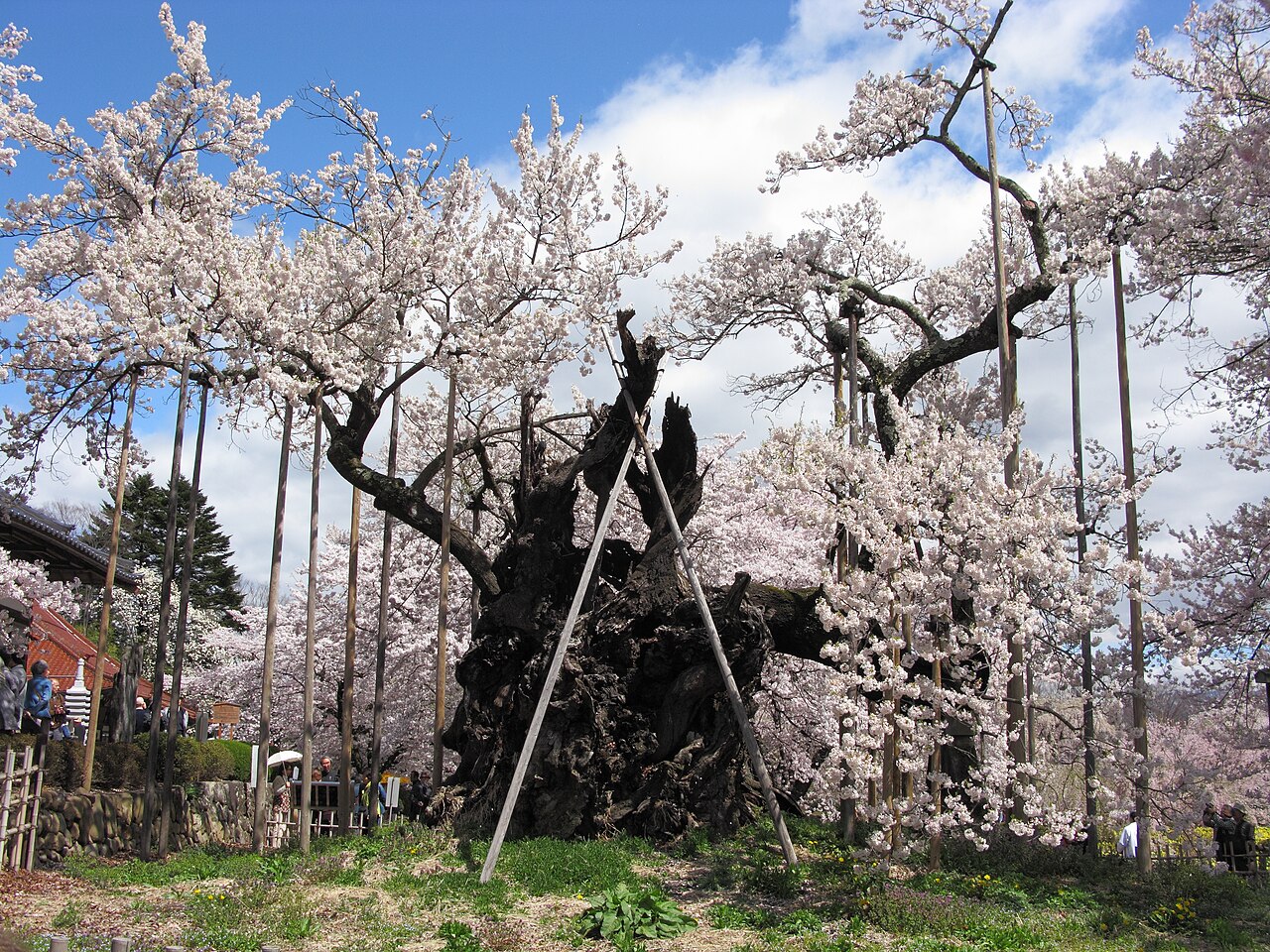山高神代ザクラの画像