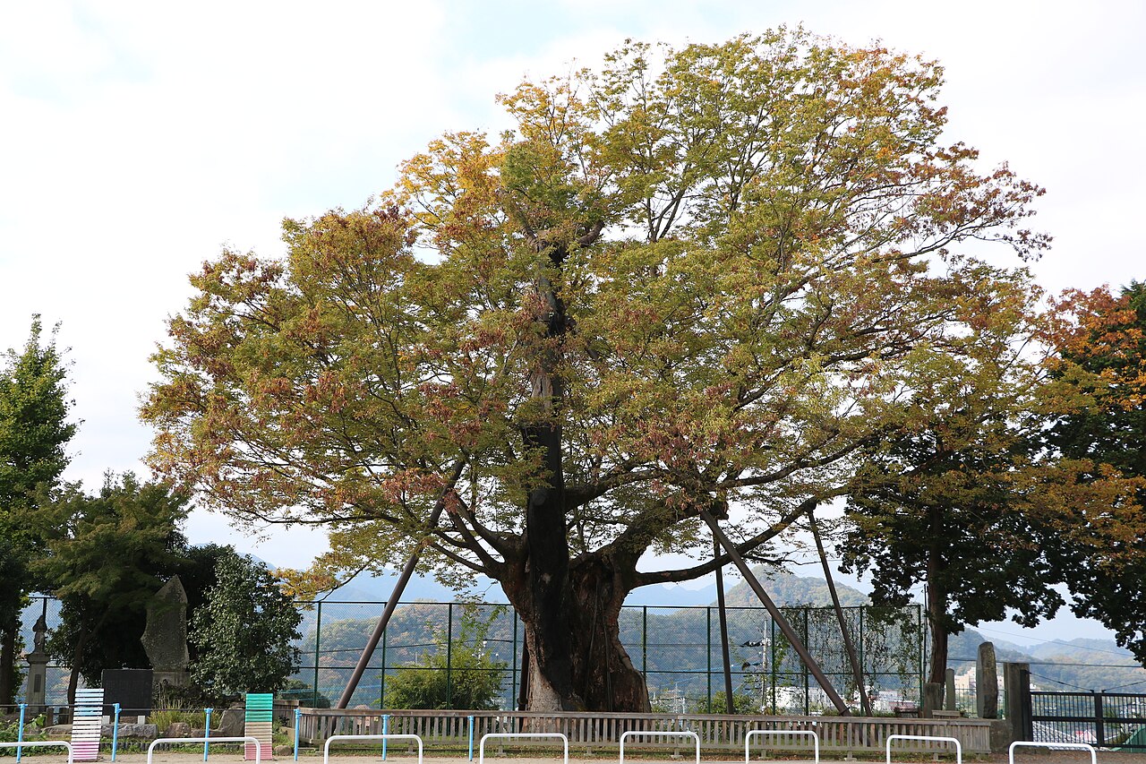 上野原の大ケヤキの画像