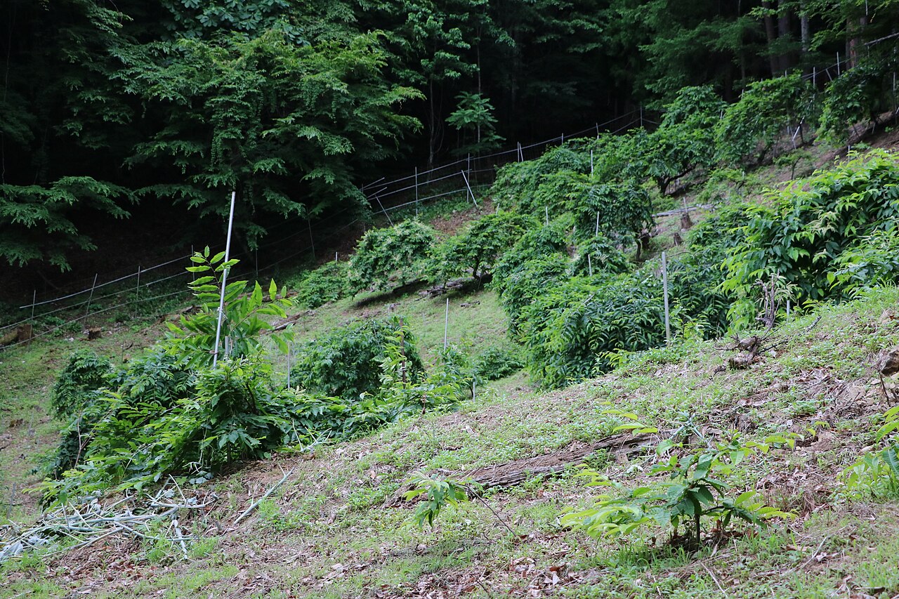 西内のシダレグリ自生地の画像
