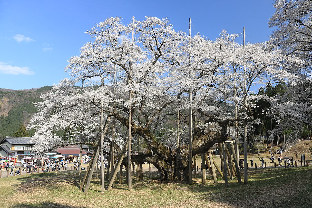 根尾谷淡墨ザクラの画像