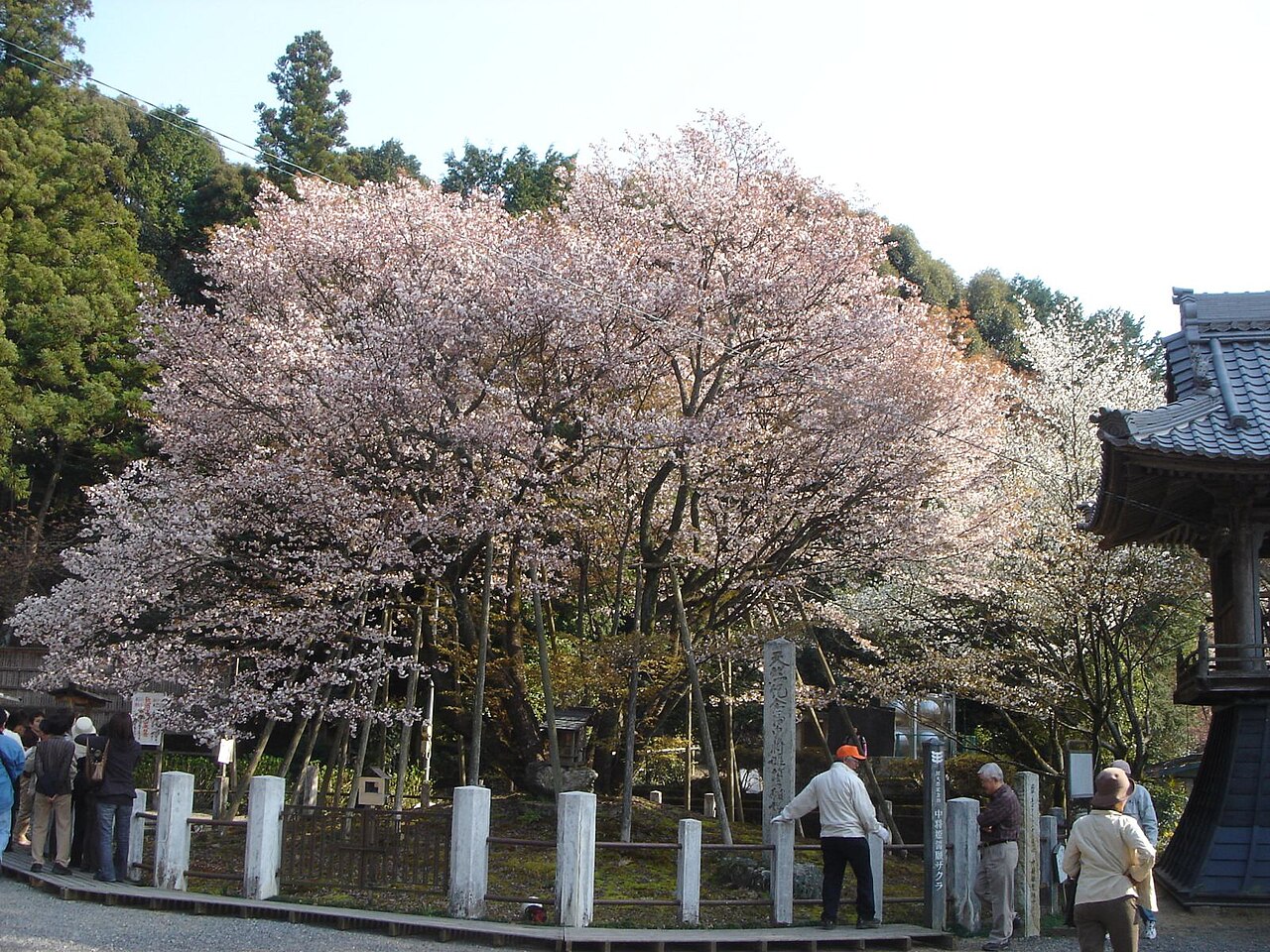 中将姫誓願ザクラの画像