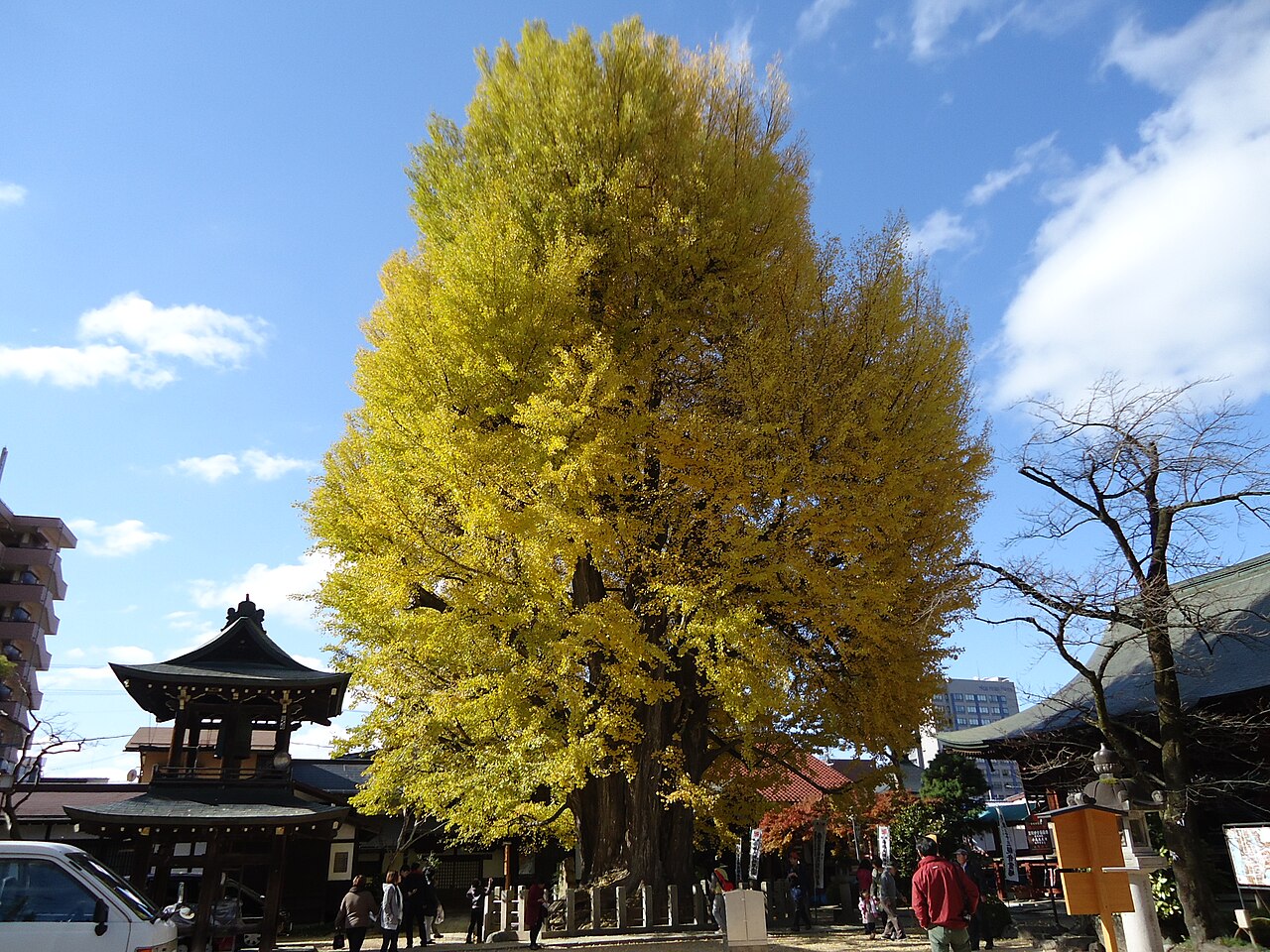 飛騨国分寺の大イチョウの画像