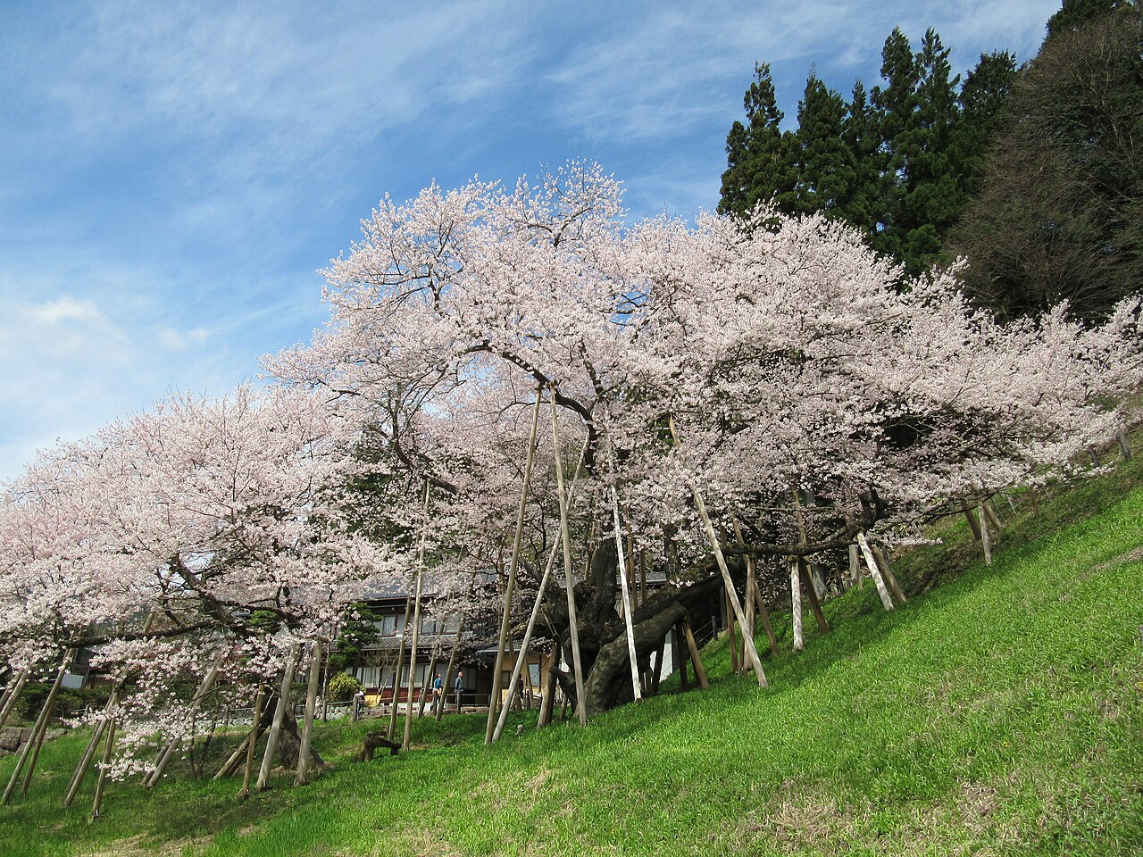 臥竜のサクラの画像