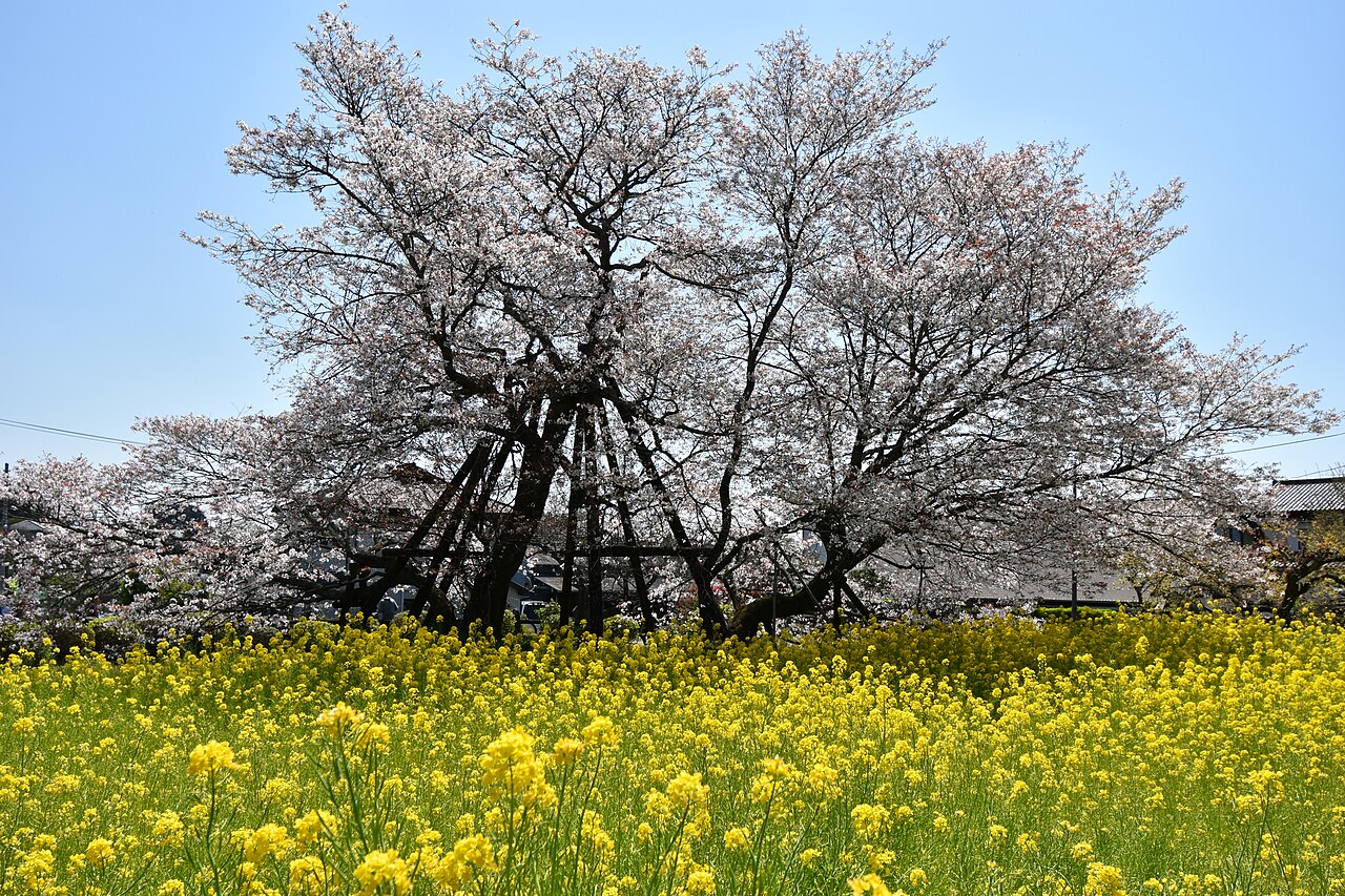 狩宿の下馬ザクラの画像