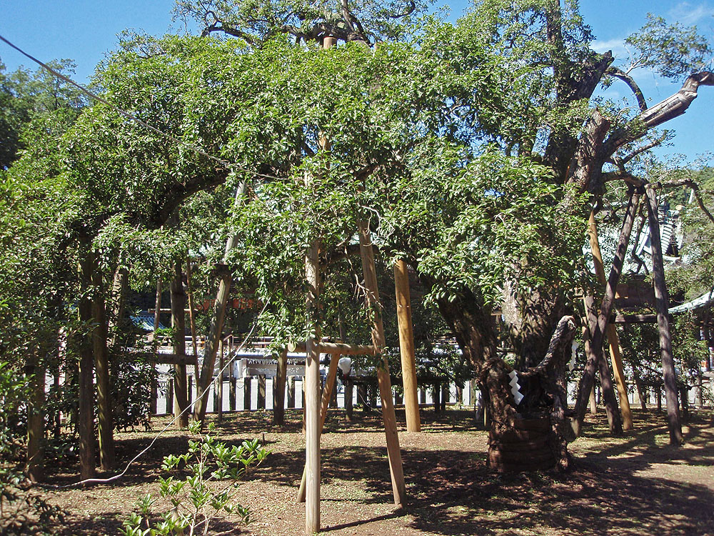 三島神社のキンモクセイの画像