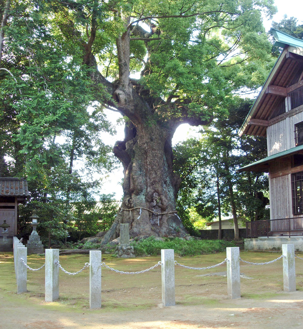 杉桙別命神社の大クスの画像