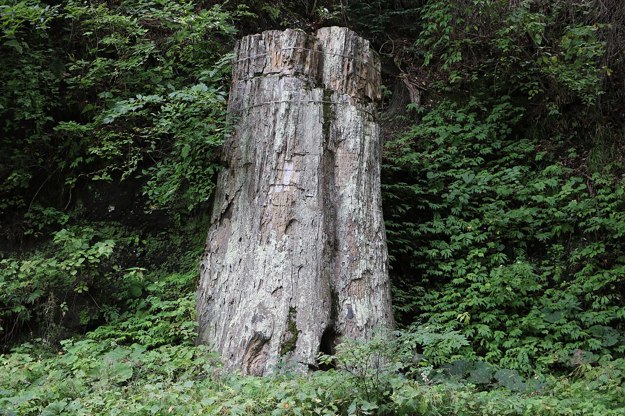 根反の大珪化木の画像