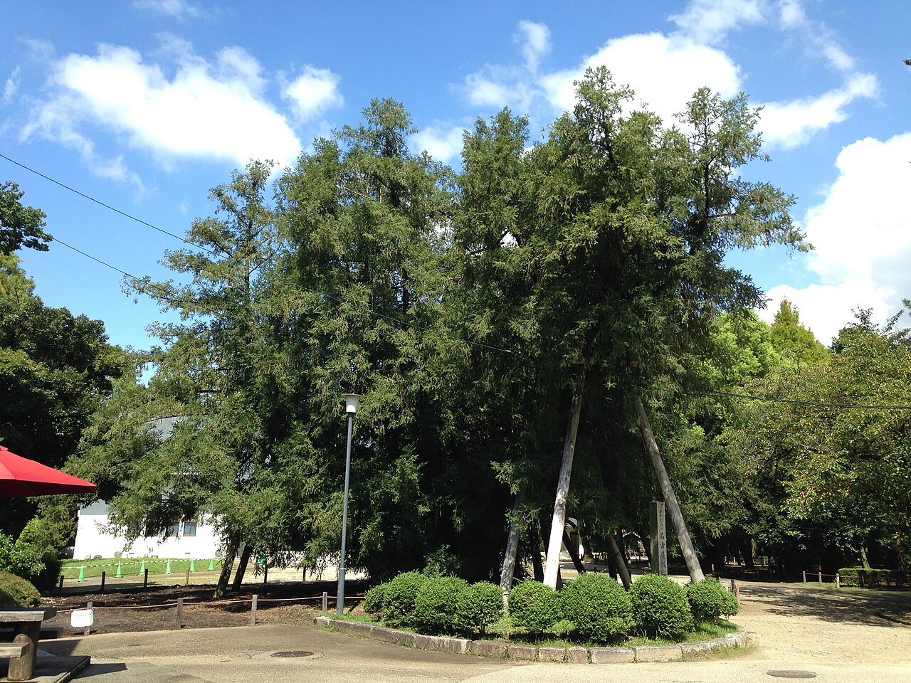 名古屋城のカヤの画像
