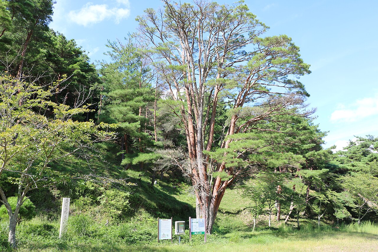 平松のウツクシマツ自生地の画像