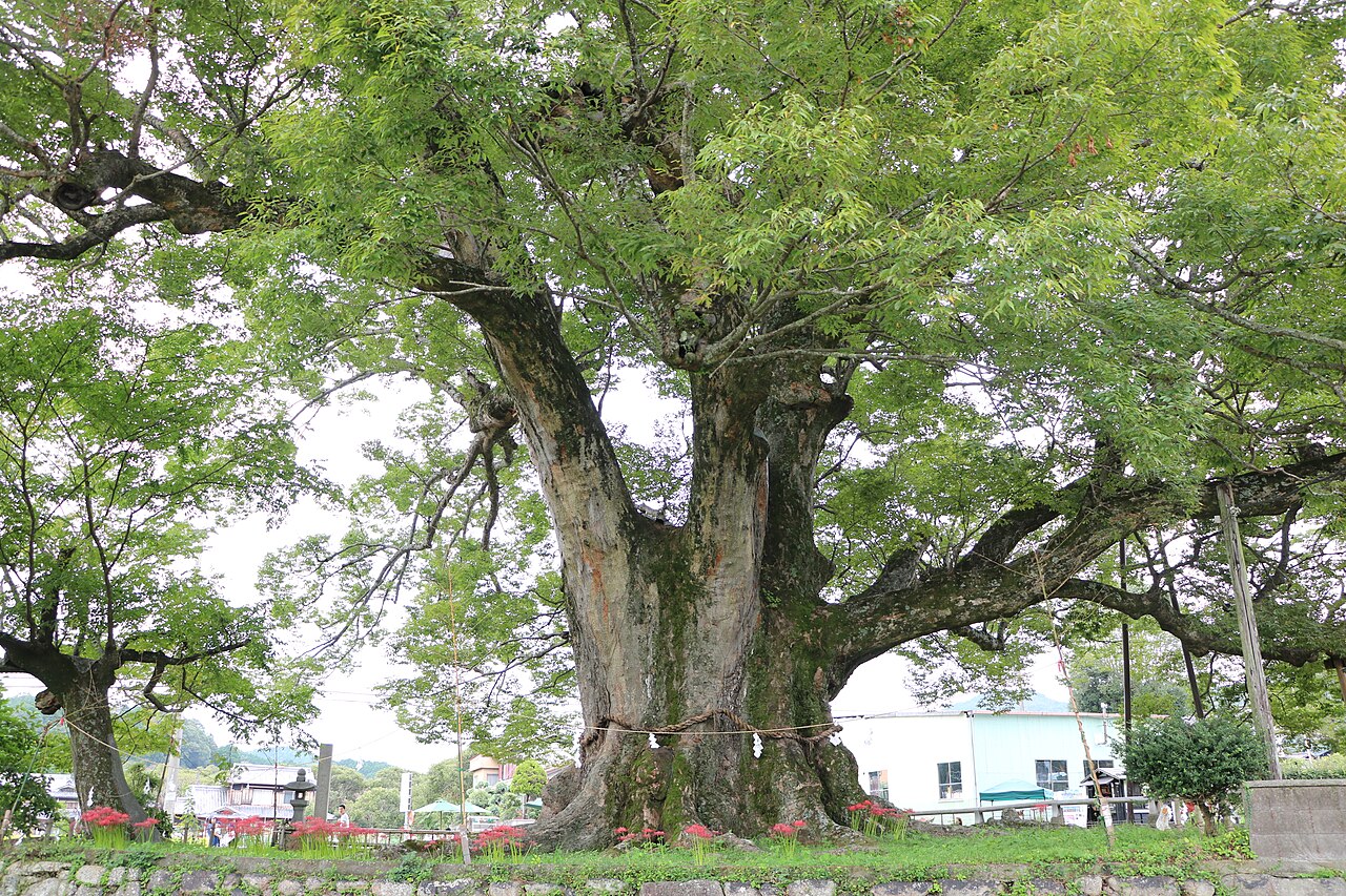 野間の大ケヤキの画像