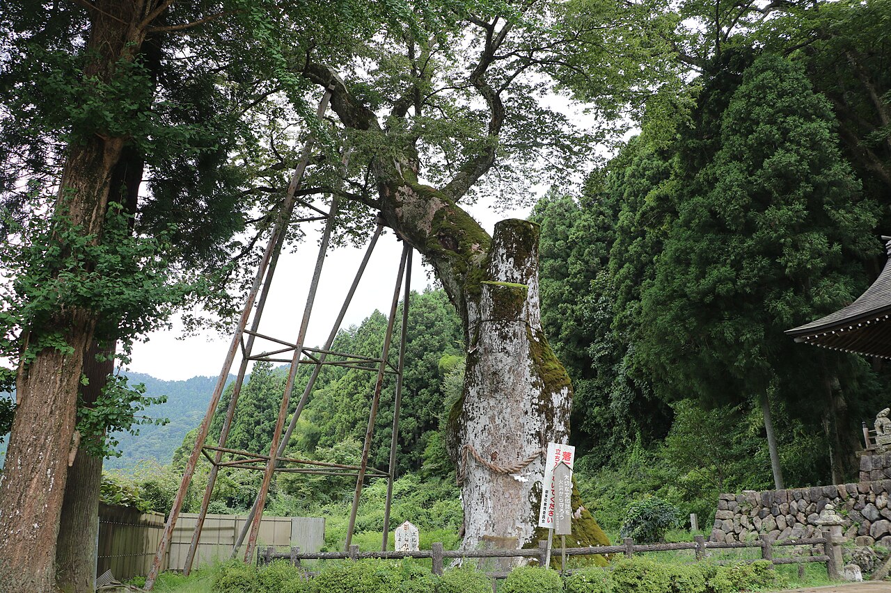八代の大ケヤキの画像