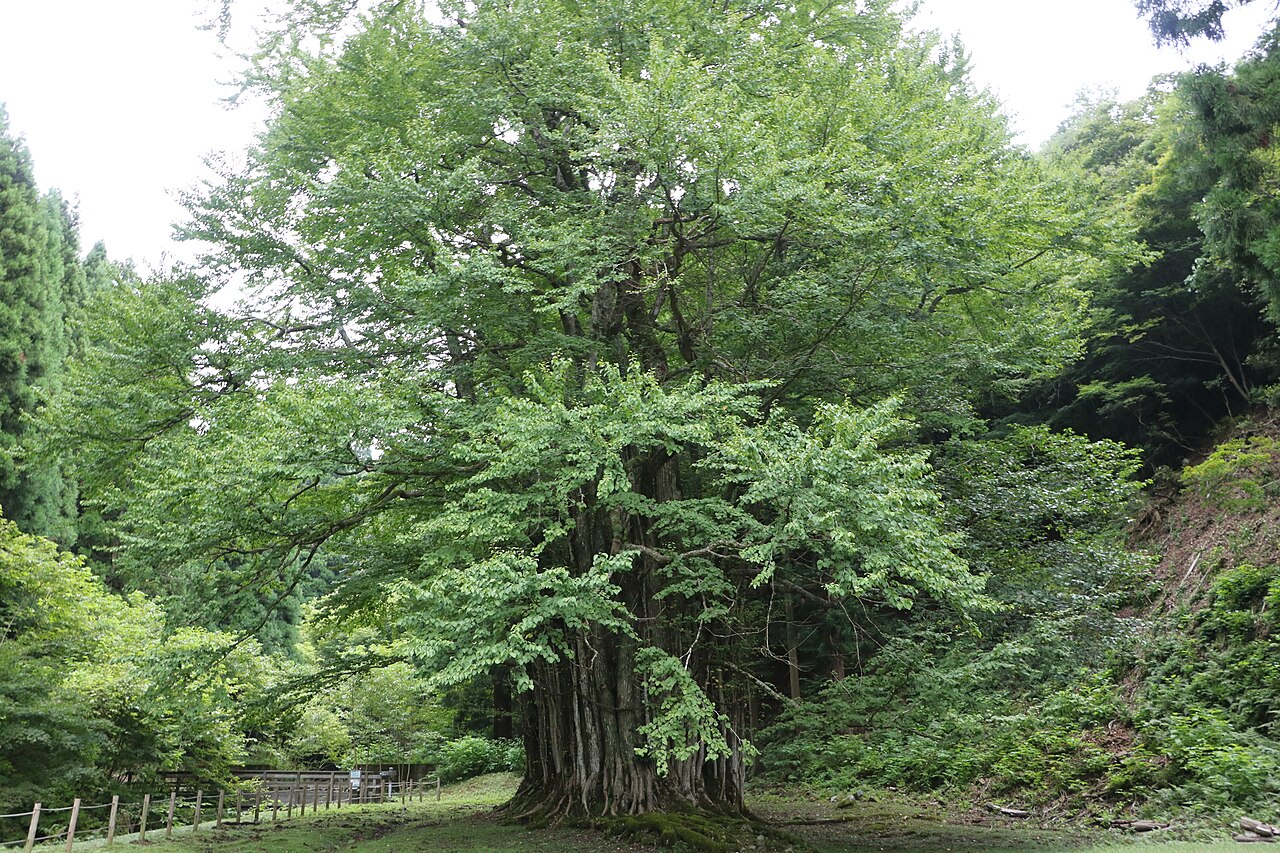 糸井の大カツラの画像