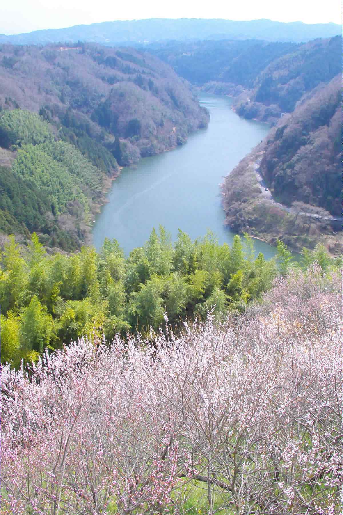月瀬梅林の画像