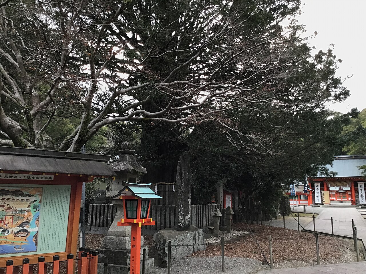 熊野速玉神社のナギの画像