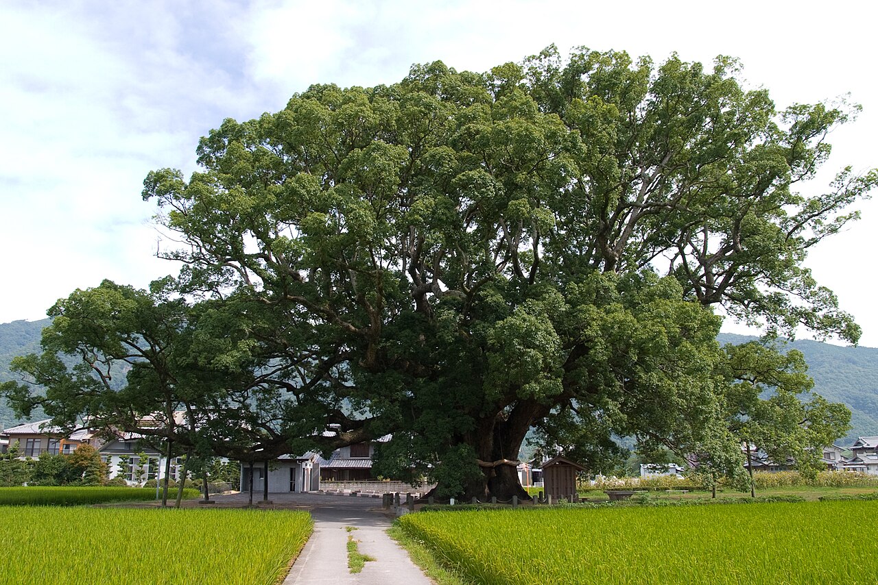 加茂の大クスの画像