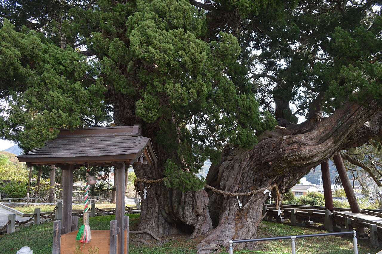 宝生院のシンパクの画像