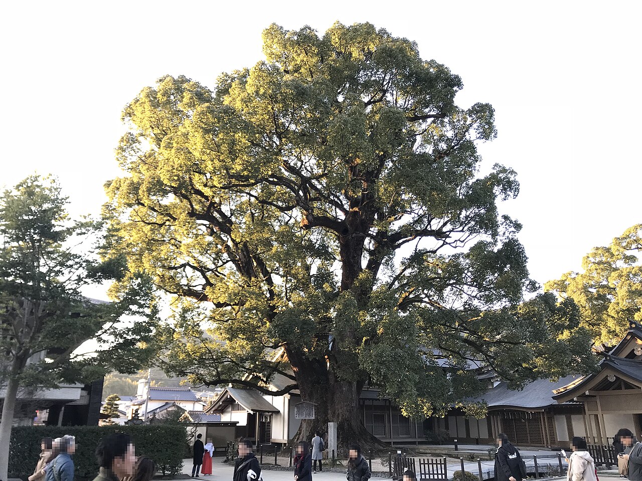 太宰府神社のクスの画像