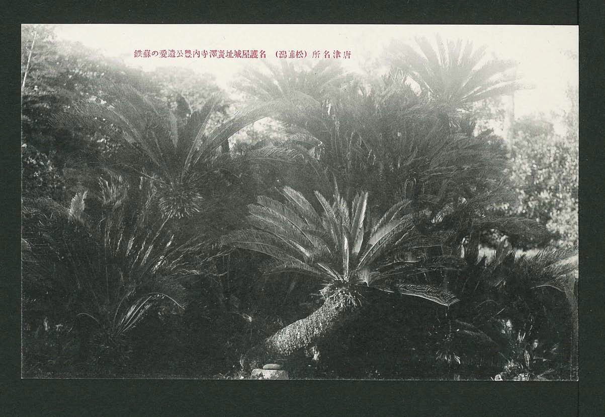 広沢寺のソテツの画像