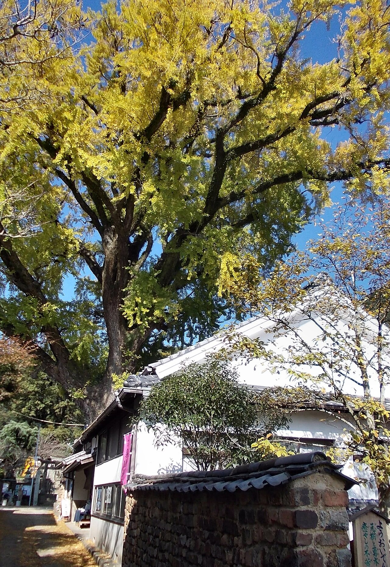有田のイチョウの画像