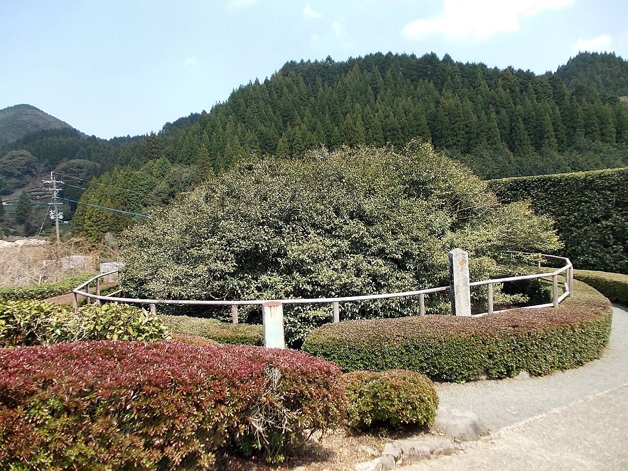 嬉野の大チャノキの画像
