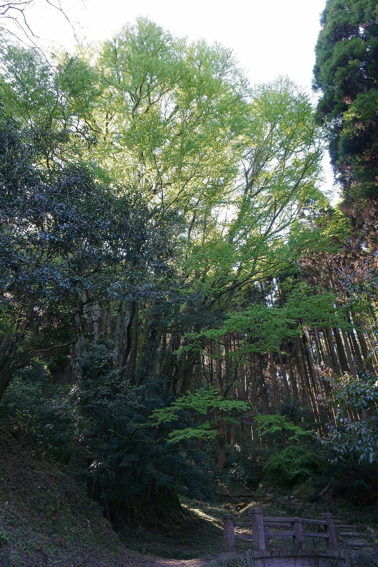 下合瀬の大カツラの画像