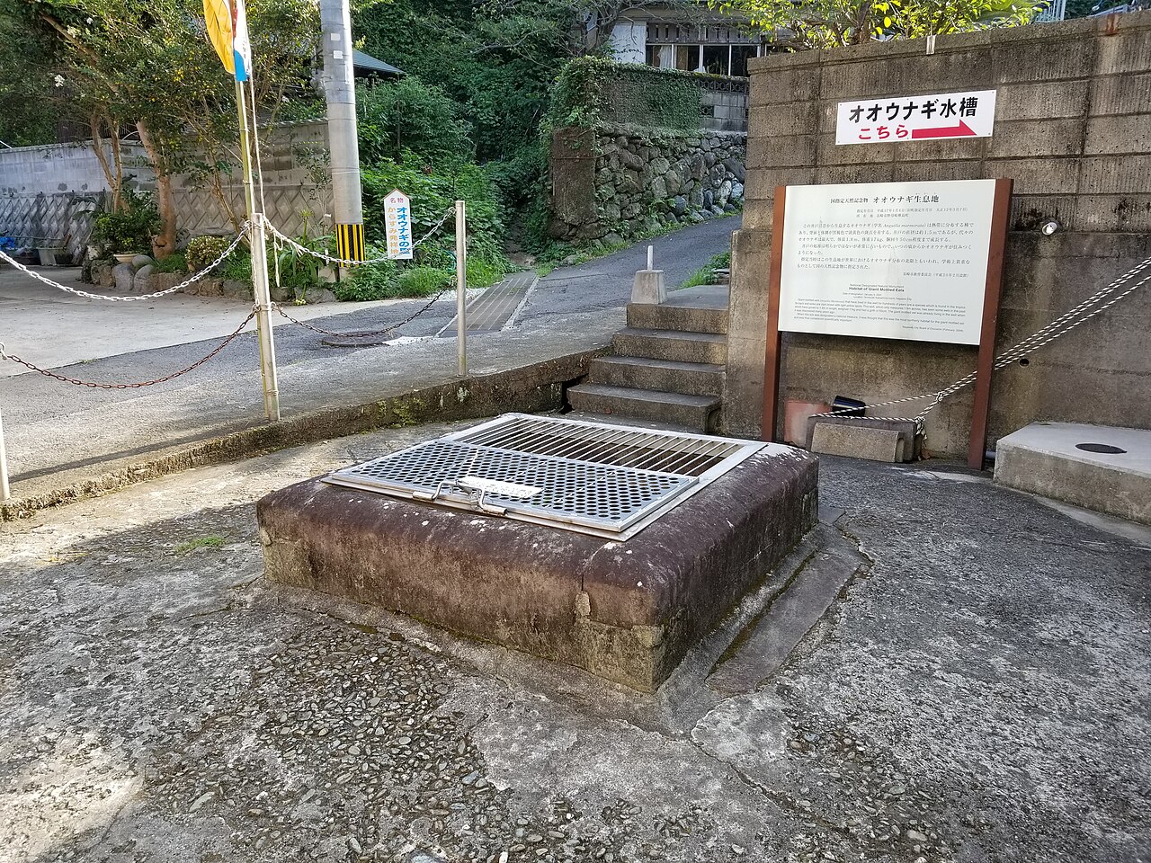 オオウナギ生息地の画像