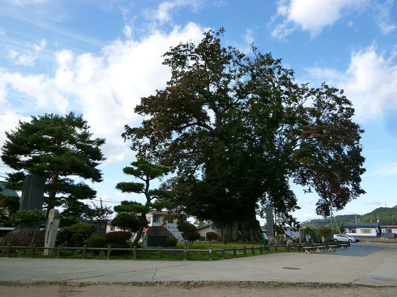 東根の大ケヤキの画像