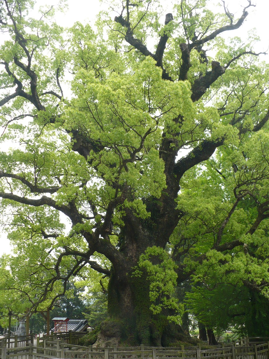 蒲生のクスの画像