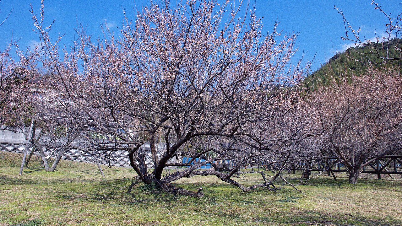 藤川天神の臥龍梅の画像