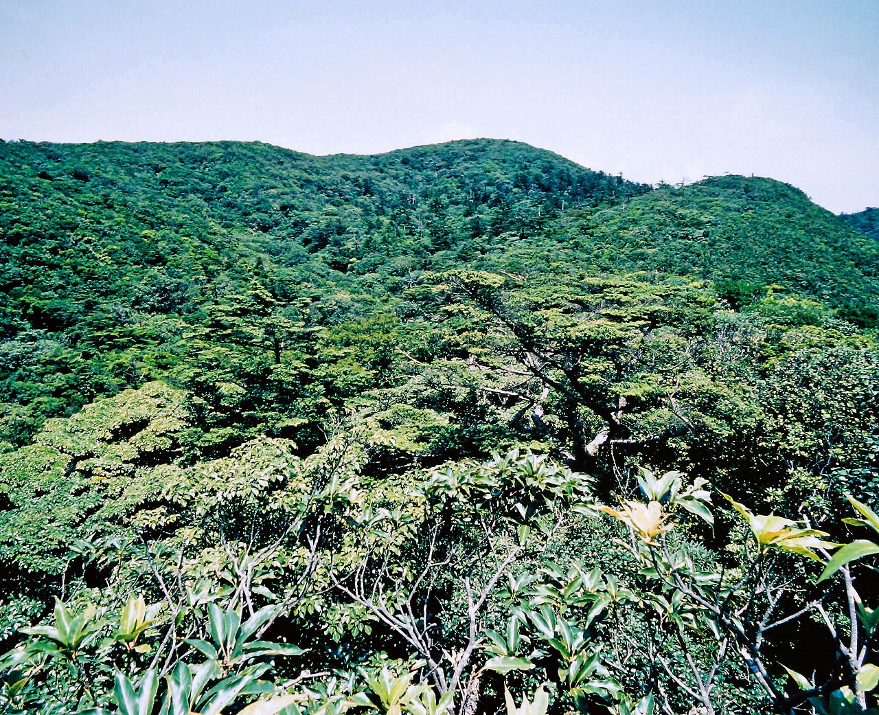 稲尾岳の画像