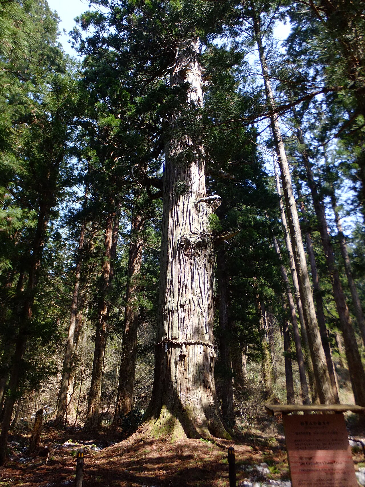 羽黒山の爺スギの画像