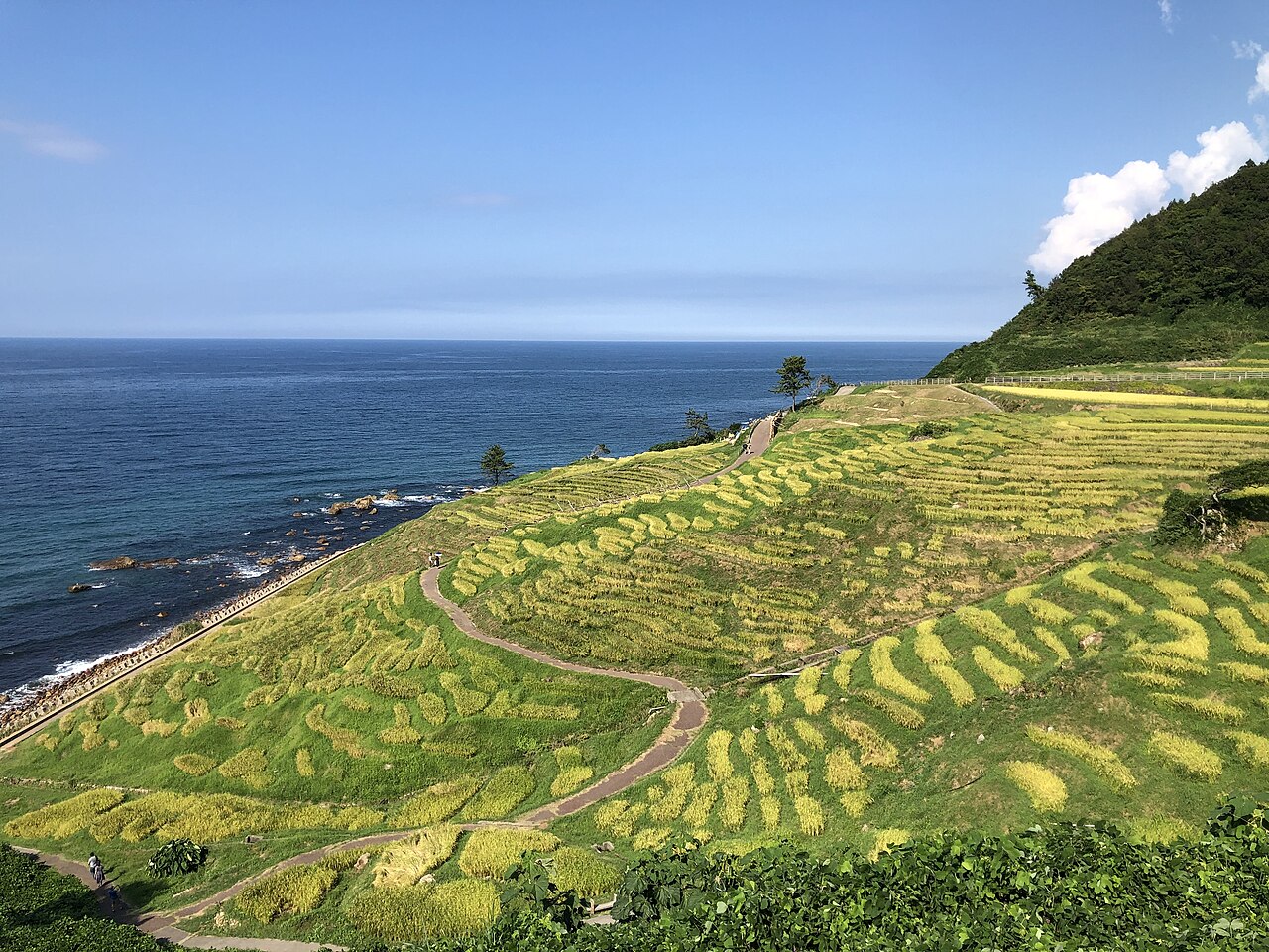 白米の千枚田の画像