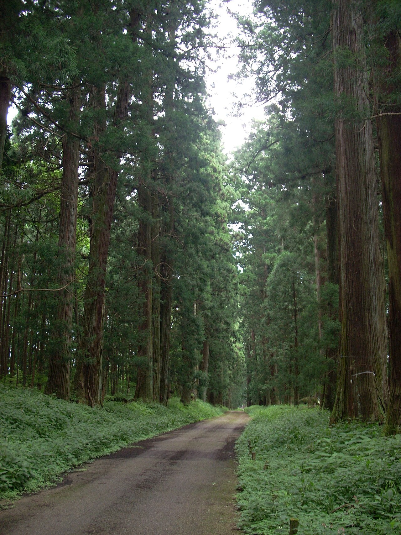 日光杉並木街道
　附　並木寄進碑の画像