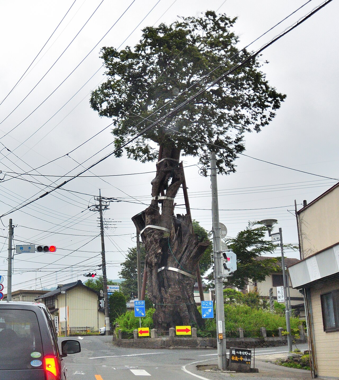 原町の大ケヤキの画像