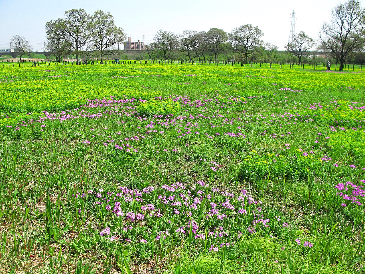 田島ヶ原サクラソウ自生地の画像
