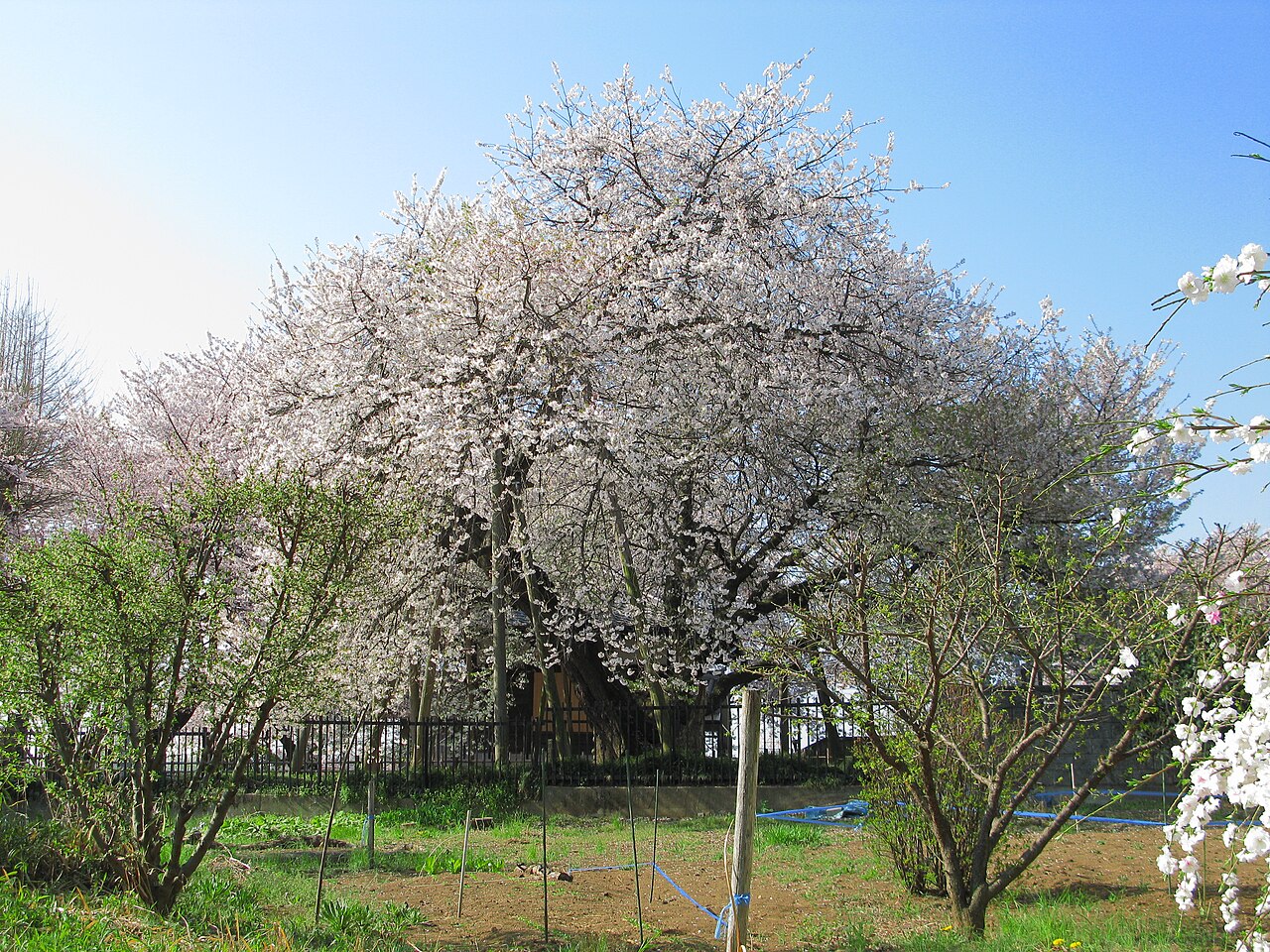 石戸蒲ザクラの画像