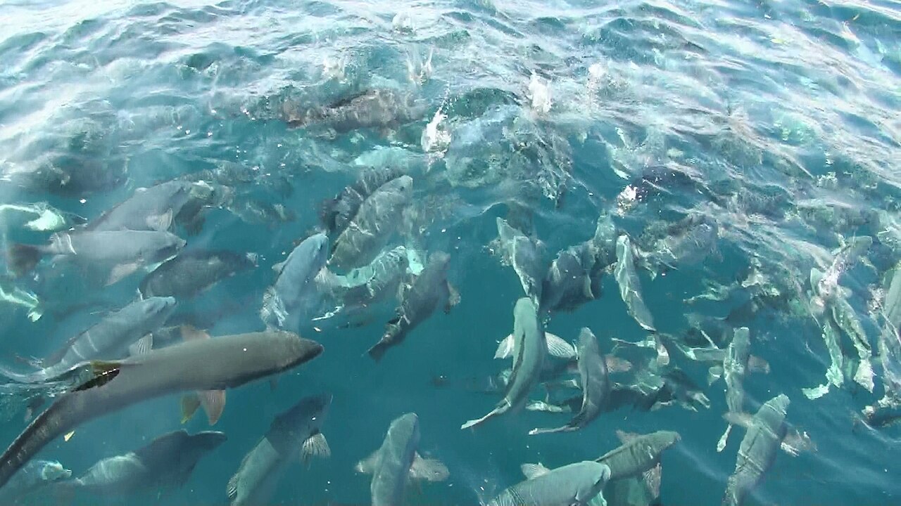 鯛の浦タイ生息地の画像