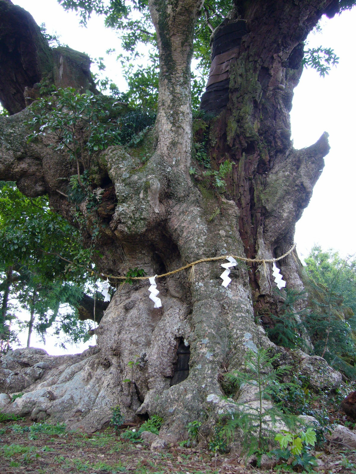 府馬の大クスの画像