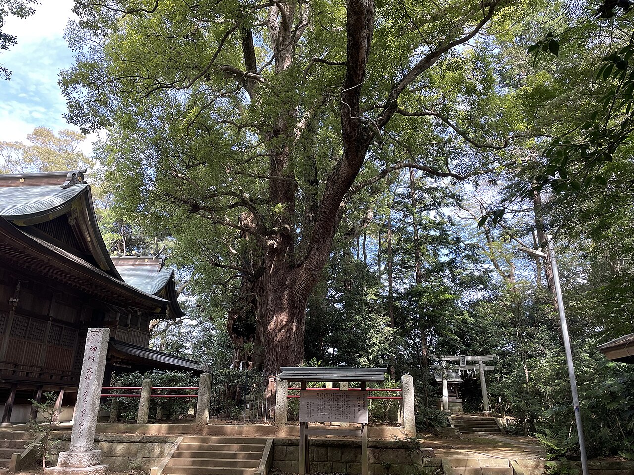神崎の大クスの画像