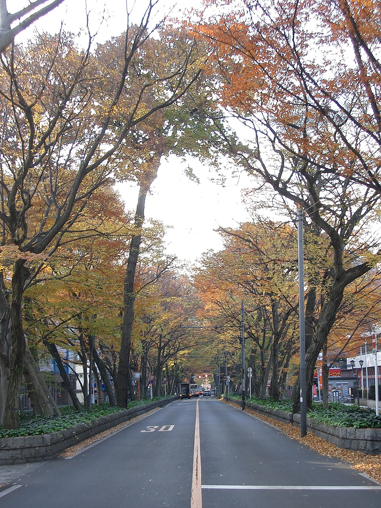 馬場大門のケヤキ並木の画像