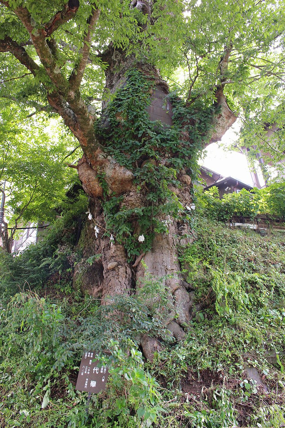 御岳の神代ケヤキの画像