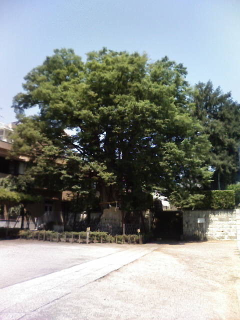 練馬白山神社の大ケヤキの画像
