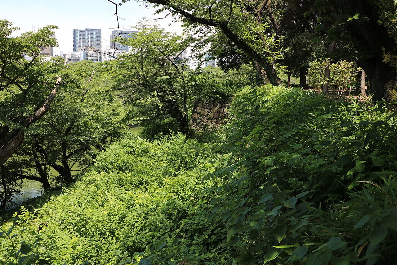 江戸城跡のヒカリゴケ生育地の画像