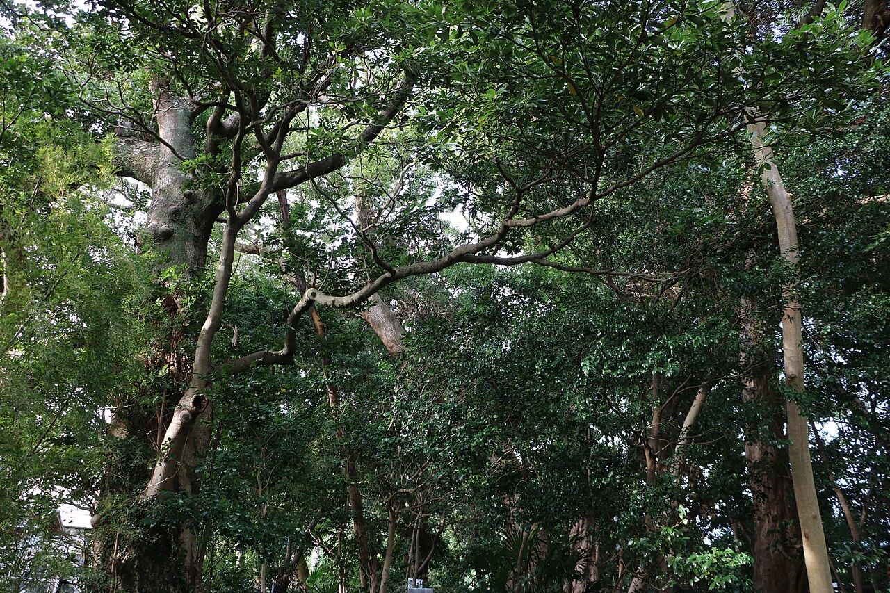 山神の樹叢の画像