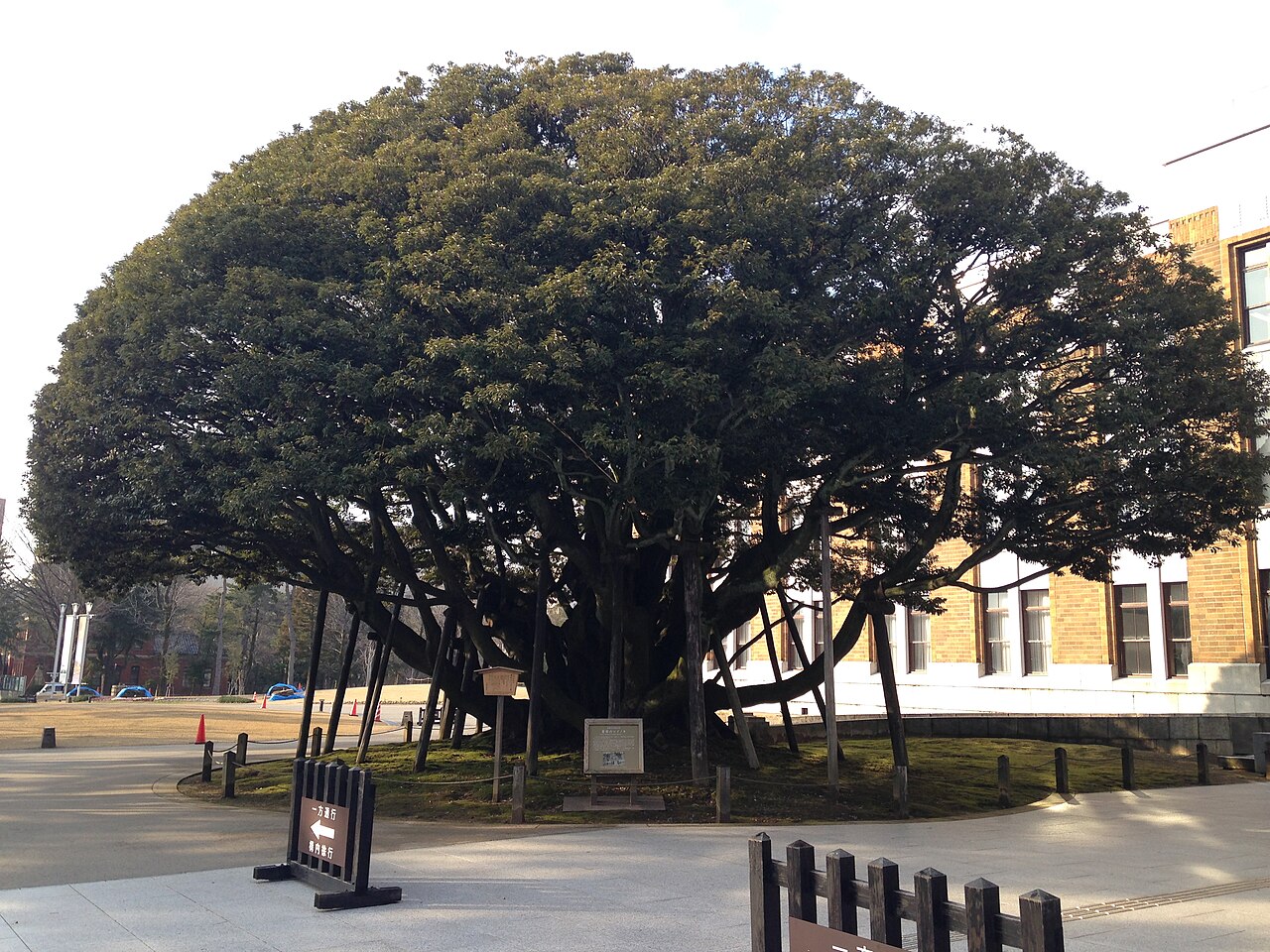 堂形のシイノキの画像